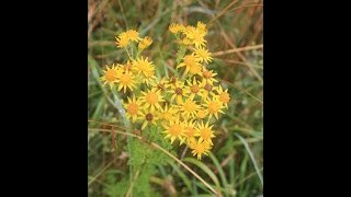 Ragwort Identification [upl. by Drazze]