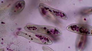 Paramecium tutorial HD [upl. by Leihcim]