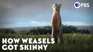 How Weasels Got Skinny [upl. by Lalita]