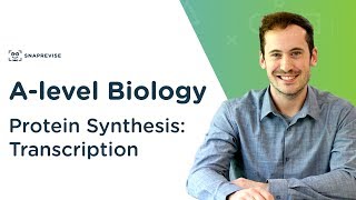 Protein Synthesis Transcription  Alevel Biology  OCR AQA Edexcel [upl. by Eelyram]