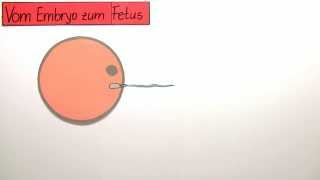 Vom Embryo zum Fetus  vorgeburtliche Entwicklung  Biologie  Humanbiologie [upl. by Coppock]