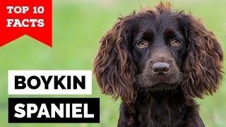 Boykin Spaniel  Top 10 Facts [upl. by Siurtemed]