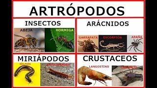 Los artrópodos insectosaracnidosmiriapodos y crustáceos [upl. by Loux]