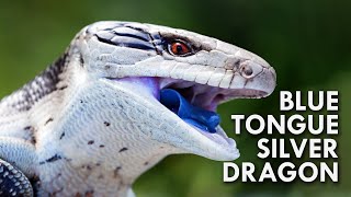 Blue Tongued Skink The Dragon With A Blue Tongue [upl. by Ylyl733]