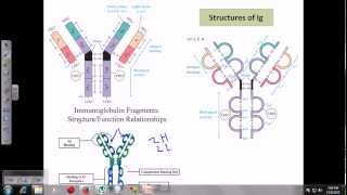 Immunoglobulins [upl. by Renba]