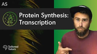 Protein Synthesis Transcription  A Level Biology Revision  AQA [upl. by Zinnes]