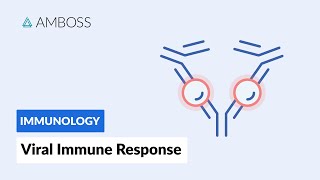 Innate immunity Second line of Defense An Overview FLImmuno06 [upl. by Chaim]