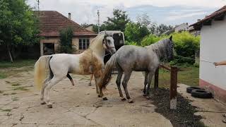 HORSE MATING HORSE IN HEAT MATING [upl. by Nabal]