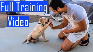 Labrador Puppy Learning and Performing Training Commands  Dog Showing All Training Skills [upl. by Lednam]