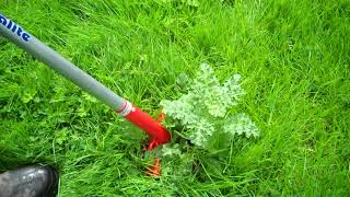 How To Get Rid of Ragwort [upl. by Aseretairam]