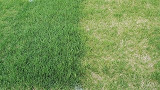 The Benefits of Feeding The Lawn [upl. by Eiznekcam]