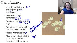 Cryptococcus neoformans [upl. by Abocaj]