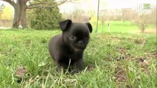 Dogs 101 Brussels Griffon [upl. by Ennovyhs]