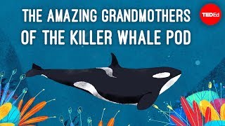 Inside the killer whale matriarchy  Darren Croft [upl. by Knowland]