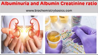 Albuminuria  Albumin Creatinine Ratio  Albumin In Urine [upl. by Thomasin]