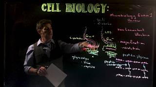 Microbiology Exam 1 Overview [upl. by Nyrem]