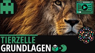 Tierzelle Grundlagen │Biologie Lernvideo Learning Level Up [upl. by Coleen884]