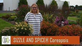 All About Coreopsis SIZZLE amp SPICE®  Walters Gardens [upl. by Nakhsa]