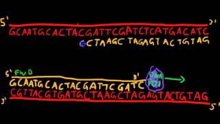 Primer Design for PCR [upl. by Anniala947]