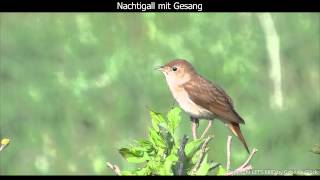 Nachtigall mit Gesang  Nightingale singing 1080p HD [upl. by Mazurek]