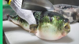 Eating Japans POISONOUS PufferFish ALMOST DIED Ambulance [upl. by Morley12]