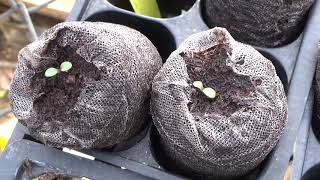 How To Start Perennial Coreopsis Seeds Plus Seedlings Update [upl. by Bottali]