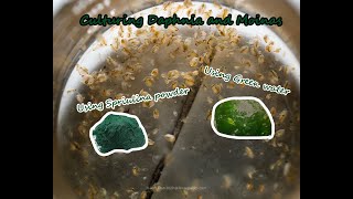 How To Culture Daphnia and Moinas using Green Water Spirulina powder [upl. by Aryahay]