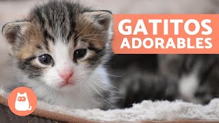 Vídeos de GATITOS BEBÉS 😻 ¡Gatos Tiernos y Graciosos [upl. by Senecal423]