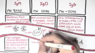 Immunology  Antibodies Function [upl. by Renie]