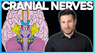 Easiest Way to Remember Cranial Nerves  Corporis [upl. by Ynabe399]