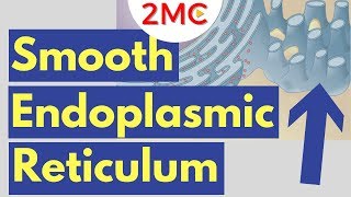 Smooth Endoplasmic Reticulum Function and Structure  Cell Biology Simplified [upl. by Harpole]