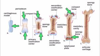 6 Ossification [upl. by Ihn]