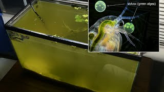 Raising Daphnia for the Freshwater Aquarium [upl. by Vernita]