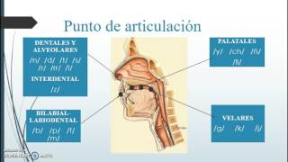 Fonética y fonología Fonemas consonánticos y vocálicos [upl. by Ardnuaek643]