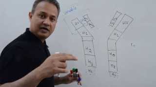 Immunology Lecture 12 Part 1 Immunoglobulins [upl. by Sairahcaz]