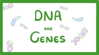 GCSE Biology  DNA Part 1  Genes and the Genome 63 [upl. by Mayworm]