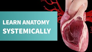 Undergraduate Anatomy Systemic [upl. by Glinys]