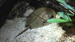 Atlantischer Pfeilschwanzkrebs Limulus polyphemus  Horseshoe crab [upl. by Varuag125]