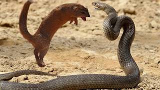 Mongoose vs Snake Fights [upl. by Sladen]