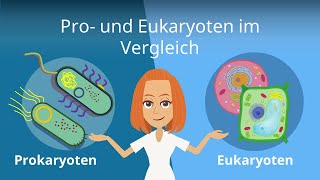 Prokaryoten und Eukaryoten im Vergleich  Studyflix [upl. by Pennebaker]