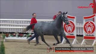 COLUMBUS Z Zangersheide stallion by Cornet Obolensky wwwequineevolutioncom [upl. by Nellad764]