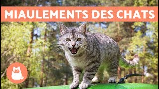 Les miaulements des chats et leur signification [upl. by Godard586]