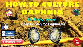 HOW TO CULTURE DAPHNIA In Easy Way [upl. by Asus474]