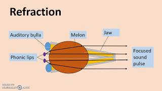 Echolocation  How dolphins produce and detect sound [upl. by Ran]