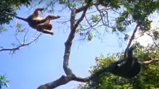 Ugandan Chimps Hunting  Life of Mammals  BBC Earth [upl. by Akedijn]