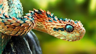 THE RAREST SNAKES In The World [upl. by Senskell]