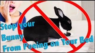 How to Stop your Bunny from Peeing on Your Bed [upl. by Cecily]