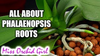 Understanding Phalaenopsis Orchid roots  All you should know [upl. by Dnaletak]