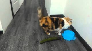 Verrückte Katzen  Gurken Compilation Lustige Katzenvideos [upl. by Varhol]