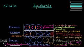 ¿Qué es la piel Epidermis  Fisiología del sistema tegumentario  Khan Academy en Español [upl. by Allix]